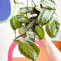 Prayer Plant - Maranta leuconeura 'Silver Band' - Sprouts of Bristol