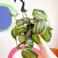 Prayer Plant - Maranta leuconeura 'Silver Band' - Sprouts of Bristol