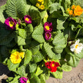 Primula acaulis ‘Eclipse Rose’ - English Primrose - Sprouts of Bristol