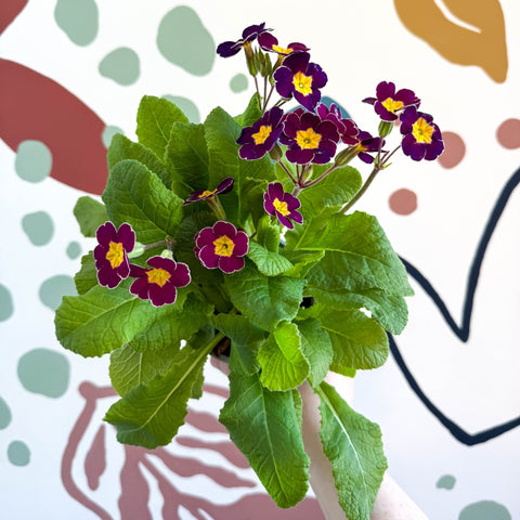 Primula × polyantha - Magenta - Laced Primrose - Sprouts of Bristol