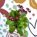 Primula × polyantha - Magenta - Laced Primrose - Sprouts of Bristol
