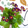 Primula × polyantha - Magenta - Laced Primrose - Sprouts of Bristol