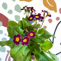 Primula × polyantha - Magenta - Laced Primrose - Sprouts of Bristol