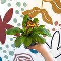 Primula × polyantha 'Red Laced' - Red - Laced Primrose - Sprouts of Bristol