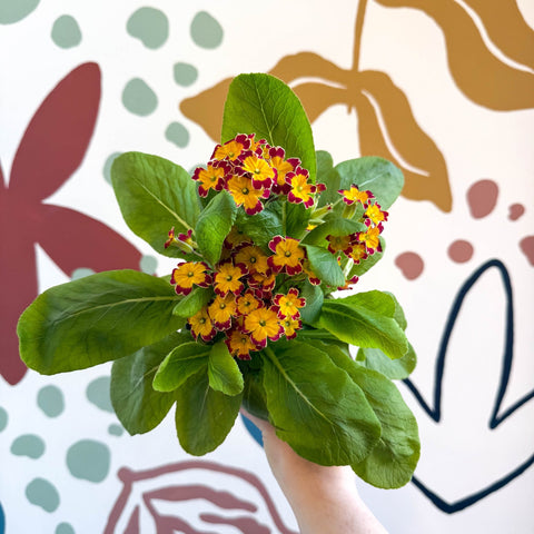 Primula × polyantha 'Red Laced' - Red - Laced Primrose - Sprouts of Bristol