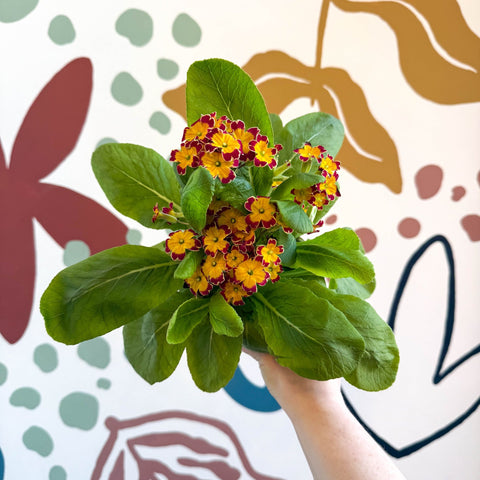 Primula × polyantha 'Red Laced' - Red - Laced Primrose - Sprouts of Bristol