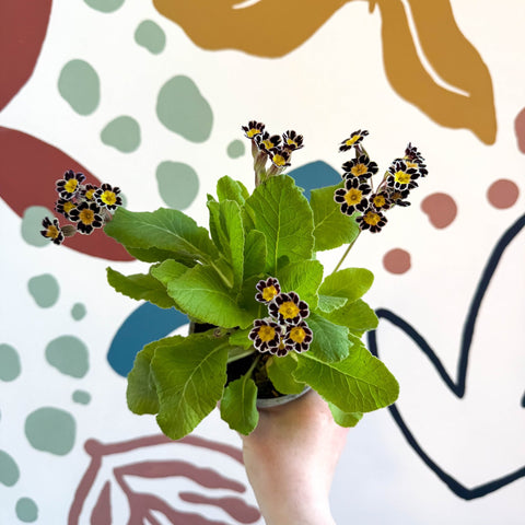 Primula × polyantha 'Silver Laced' - Silver - Laced Primrose - Sprouts of Bristol