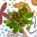 Primula × polyantha 'Victoriana Gold Lace' - Red & Gold - Laced Primrose - Sprouts of Bristol