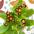 Primula × polyantha 'Victoriana Gold Lace' - Red & Gold - Laced Primrose - Sprouts of Bristol