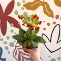 Primula veris - Red Cowslip - British Grown - Sprouts of Bristol