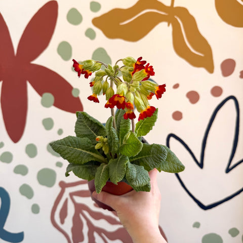 Primula veris - Red Cowslip - British Grown - Sprouts of Bristol