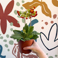 Primula veris - Red Cowslip - British Grown - Sprouts of Bristol