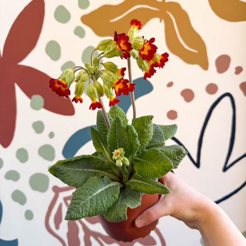 Primula veris - Red Cowslip - British Grown - Sprouts of Bristol