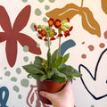 Primula veris - Red Cowslip - British Grown - Sprouts of Bristol