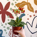 Primula veris - Red Cowslip - British Grown - Sprouts of Bristol