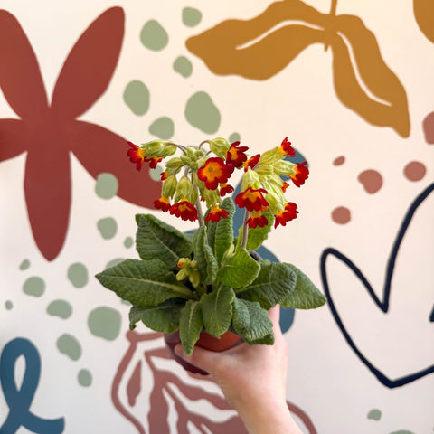 Primula veris - Red Cowslip - British Grown - Sprouts of Bristol