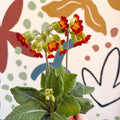 Primula veris - Red Cowslip - British Grown - Sprouts of Bristol