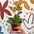 Primula veris - Red Cowslip - British Grown - Sprouts of Bristol