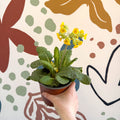Primula veris - Yellow Cowslip - British Grown - Sprouts of Bristol