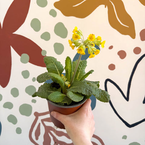 Primula veris - Yellow Cowslip - British Grown - Sprouts of Bristol