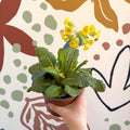 Primula veris - Yellow Cowslip - British Grown - Sprouts of Bristol