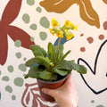 Primula veris - Yellow Cowslip - British Grown - Sprouts of Bristol