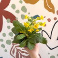 Primula veris - Yellow Cowslip - British Grown - Sprouts of Bristol