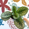 Primulina dryas ‘Pretty Turtle’ - Pretty Turtle Plant - Sprouts of Bristol