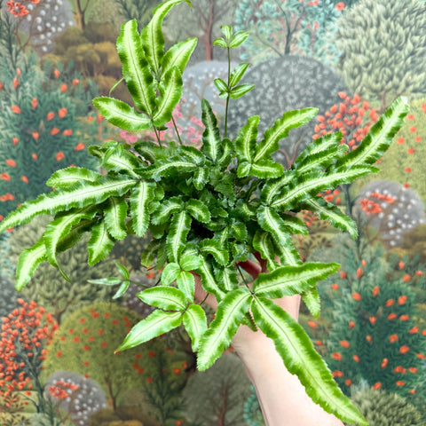 Pteris cretica 'Albolineata' - Ribbon Fern - Sprouts of Bristol