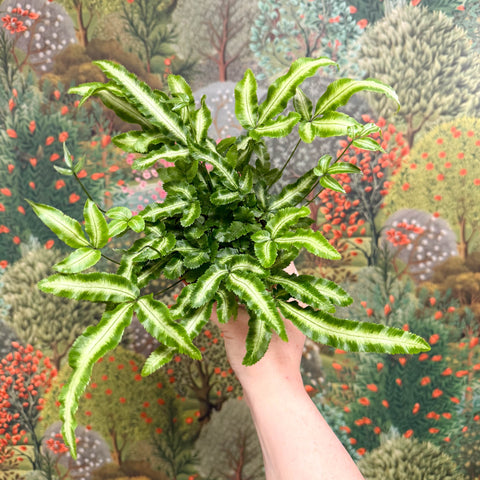 Pteris cretica 'Albolineata' - Ribbon Fern - Sprouts of Bristol