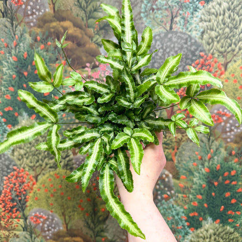 Pteris cretica 'Albolineata' - Ribbon Fern - Sprouts of Bristol