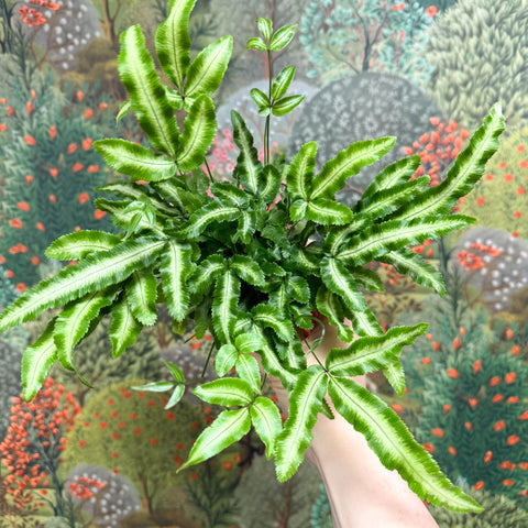 Pteris cretica 'Albolineata' - Ribbon Fern - Sprouts of Bristol