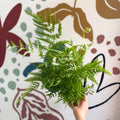 Pteris straminea – Silver Brake Fern - Sprouts of Bristol