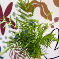 Pteris straminea – Silver Brake Fern - Sprouts of Bristol