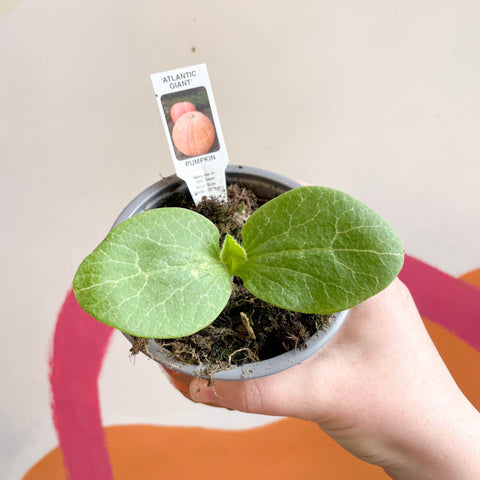 Pumpkin - Cucurbita pepo 'Atlantic Giant' - British Grown - Sprouts of Bristol
