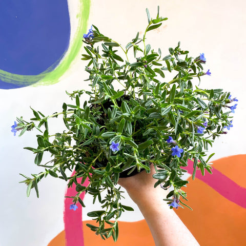 Purple Gromwell - Glandora prostrata 'Grace Ward' - British Grown Perennial - Sprouts of Bristol