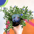 Purple Gromwell - Glandora prostrata 'Grace Ward' - British Grown Perennial - Sprouts of Bristol