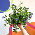 Purple Gromwell - Glandora prostrata 'Grace Ward' - British Grown Perennial - Sprouts of Bristol