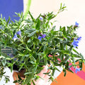 Purple Gromwell - Glandora prostrata 'Grace Ward' - British Grown Perennial - Sprouts of Bristol
