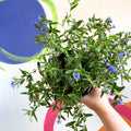 Purple Gromwell - Glandora prostrata 'Grace Ward' - British Grown Perennial - Sprouts of Bristol