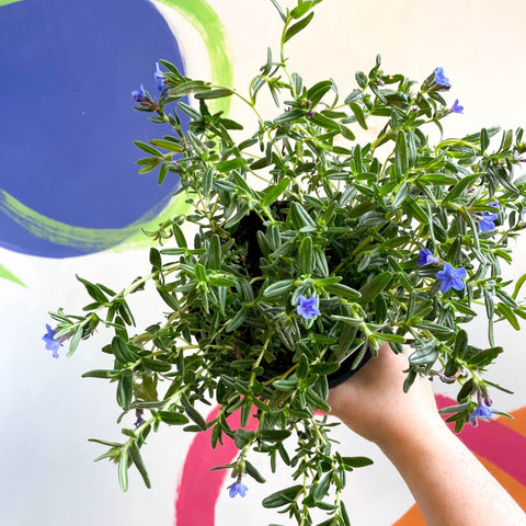Purple Gromwell - Glandora prostrata 'Grace Ward' - British Grown Perennial - Sprouts of Bristol