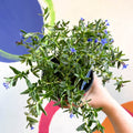 Purple Gromwell - Glandora prostrata 'Grace Ward' - British Grown Perennial - Sprouts of Bristol