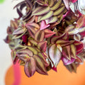 Purple Inch Plant- Tradescantia zebrina 'Purpusii' - Sprouts of Bristol
