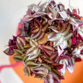 Purple Inch Plant- Tradescantia zebrina 'Purpusii' - Sprouts of Bristol