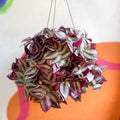 Purple Inch Plant- Tradescantia zebrina 'Purpusii' - Sprouts of Bristol
