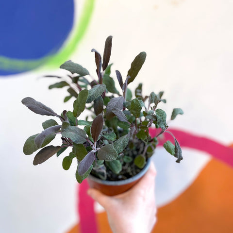 Purple Sage - Salvia officinalis 'Purpurea' - UK Grown Culinary Herbs - Sprouts of Bristol