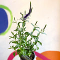 Purple Spiked Speedwells - Veronica spicata 'Anniversary Blue' - British Grown - Sprouts of Bristol