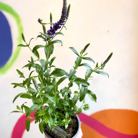 Purple Spiked Speedwells - Veronica spicata 'Anniversary Blue' - British Grown - Sprouts of Bristol