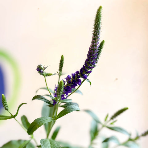 Purple Spiked Speedwells - Veronica spicata 'Anniversary Blue' - British Grown - Sprouts of Bristol