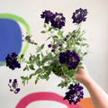 Purple Verbena 'Showboat Midnight' - British Grown - Sprouts of Bristol